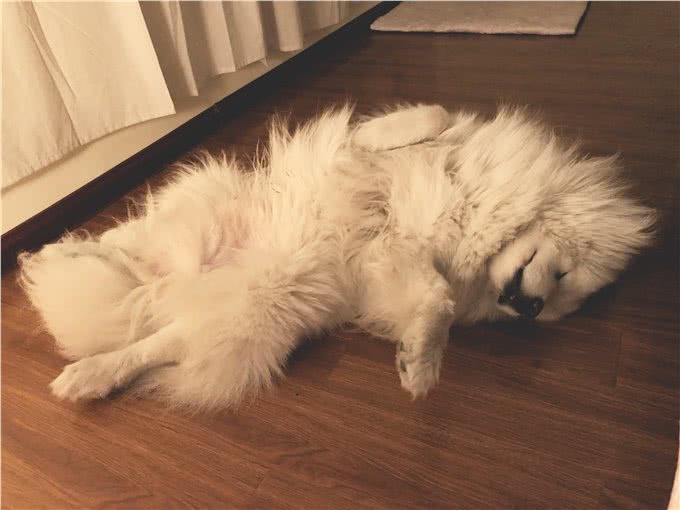 从狗狗的睡觉地点，确认它对你的感情