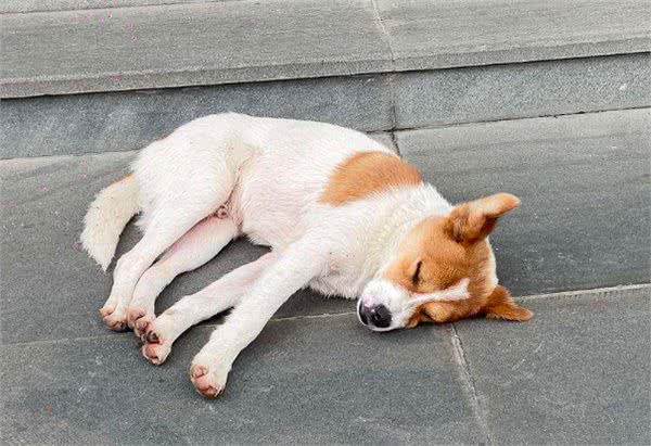 从狗狗的睡觉地点，确认它对你的感情