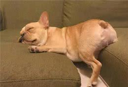 从狗狗的睡觉地点，确认它对你的感情
