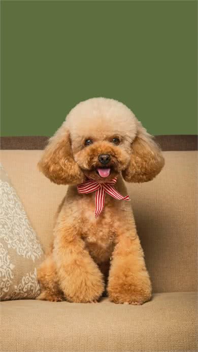 养狗吗?很省心的那种：泰迪犬