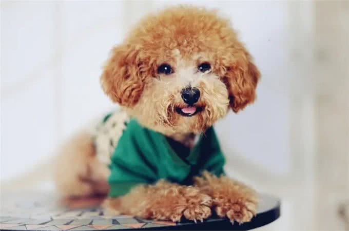 养狗吗?很省心的那种：泰迪犬