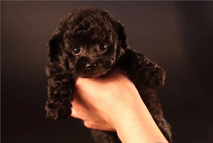 养狗吗?很省心的那种：泰迪犬