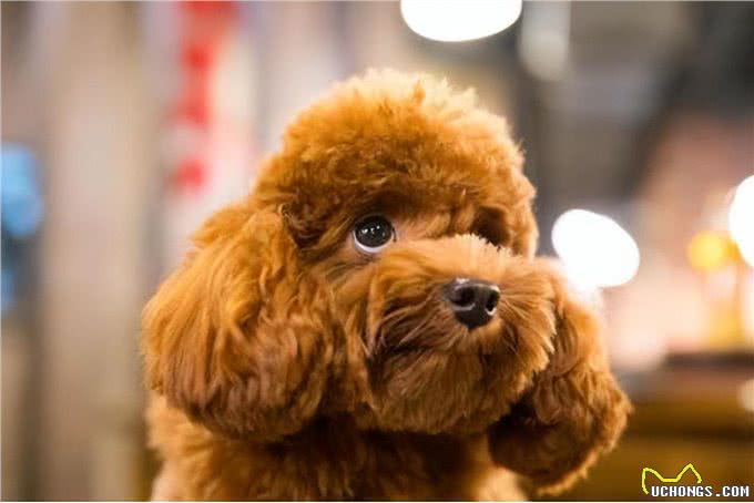 养狗吗?很省心的那种：泰迪犬