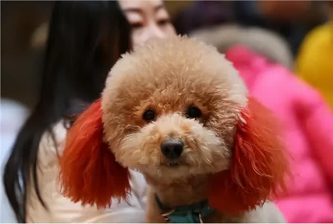 养狗吗?很省心的那种：泰迪犬