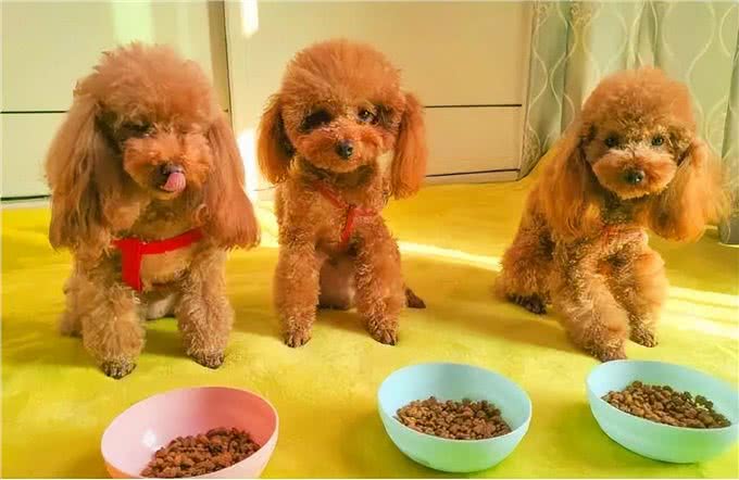 养狗吗?很省心的那种：泰迪犬