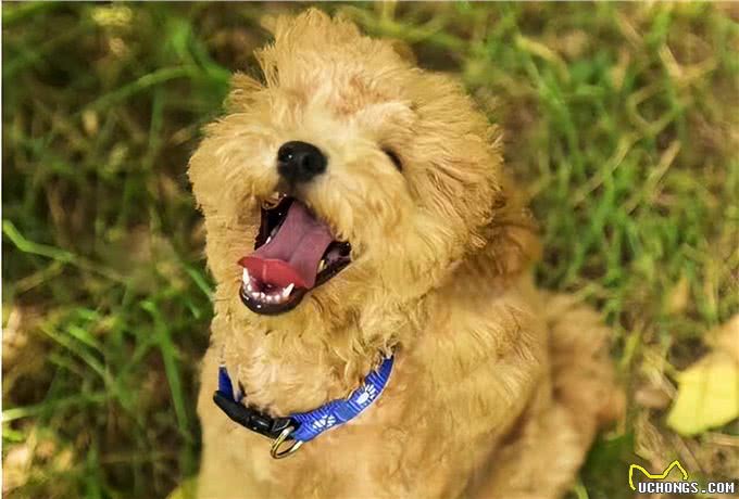 养狗吗?很省心的那种：泰迪犬