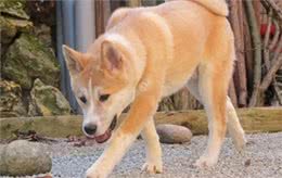秋田犬和柴犬到底有什么区别?