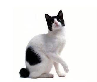 哪种猫最值得买?养美短，最省钱!
