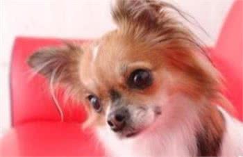训练宠物蝴蝶犬不对客人乱叫的七个步骤