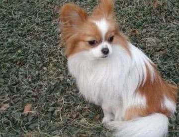 训练宠物蝴蝶犬不对客人乱叫的七个步骤