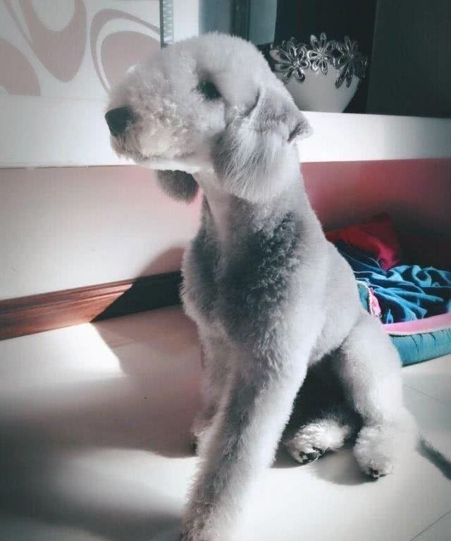 长相最特别的狗狗—贝林顿梗犬