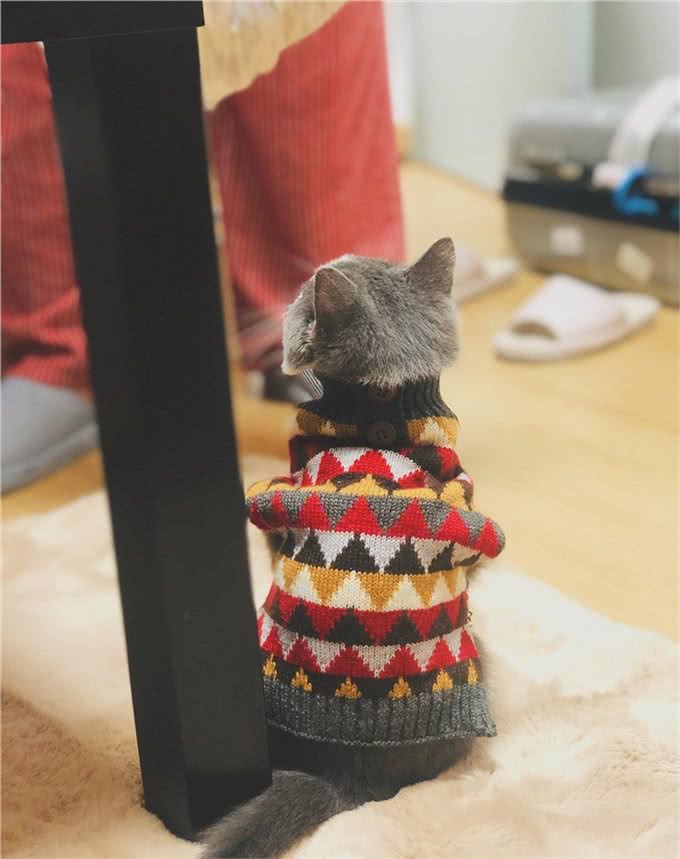 铲屎官看了想剁手!这些猫咪狗子的冬装也太时尚了吧