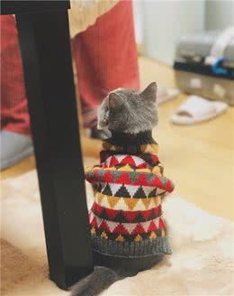 铲屎官看了想剁手!这些猫咪狗子的冬装也太时尚了吧