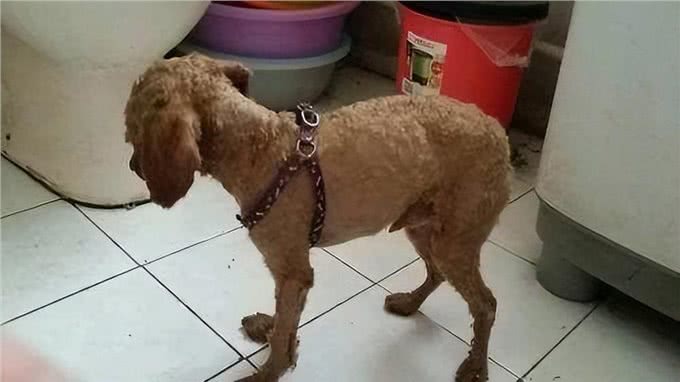 狗狗体型消瘦?5招让它快速增肥