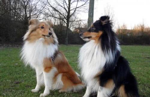 世界名犬—喜乐蒂牧羊犬