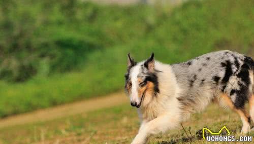 世界名犬—喜乐蒂牧羊犬