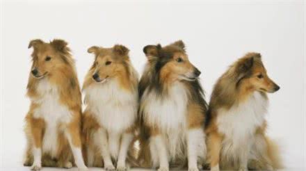 世界名犬—喜乐蒂牧羊犬