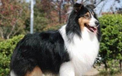 世界名犬—喜乐蒂牧羊犬