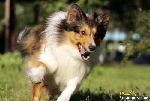 世界名犬—喜乐蒂牧羊犬