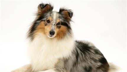 世界名犬—喜乐蒂牧羊犬