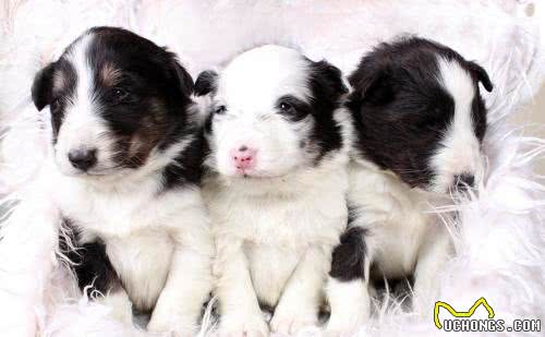 世界名犬—喜乐蒂牧羊犬