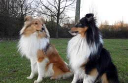 世界名犬—喜乐蒂牧羊犬