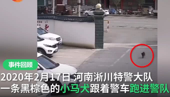 流浪犬跑进警队，凭实力成为警犬学员，网友:自己考上正式编制