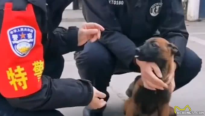 流浪犬跑进警队，凭实力成为警犬学员，网友:自己考上正式编制