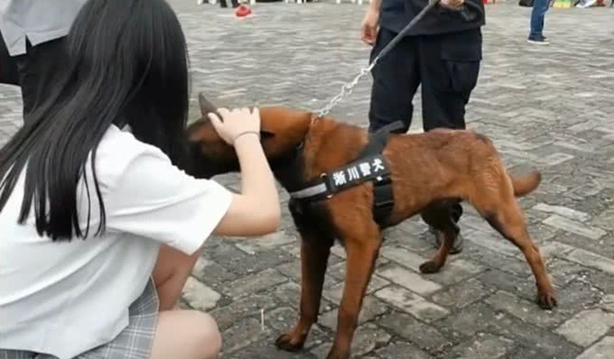 流浪犬跑进警队，凭实力成为警犬学员，网友:自己考上正式编制
