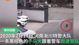 流浪犬跑进警队，凭实力成为警犬学员，网友:自己考上正式编制