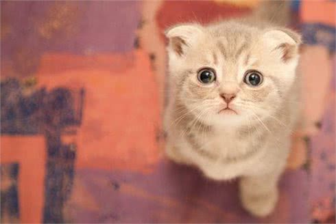 最好养的猫咪排名榜来了，第1名当之无愧