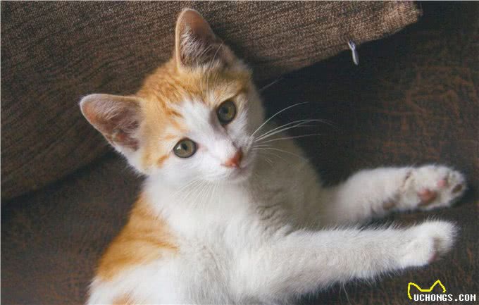 最好养的猫咪排名榜来了，第1名当之无愧