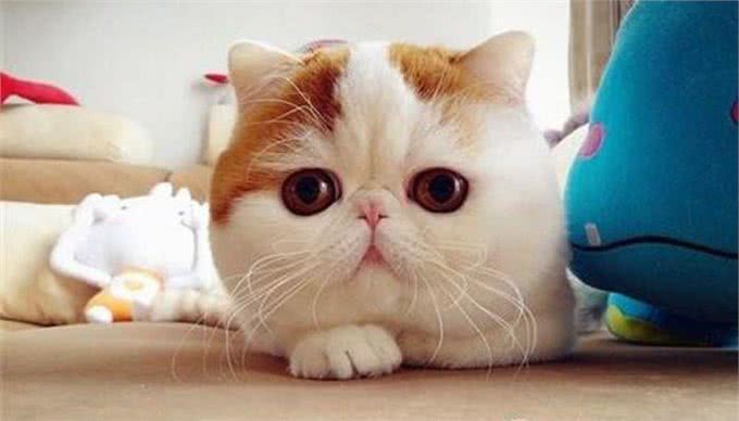 最好养的猫咪排名榜来了，第1名当之无愧