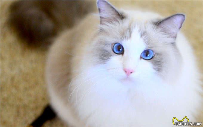 最好养的猫咪排名榜来了，第1名当之无愧