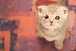 最好养的猫咪排名榜来了，第1名当之无愧