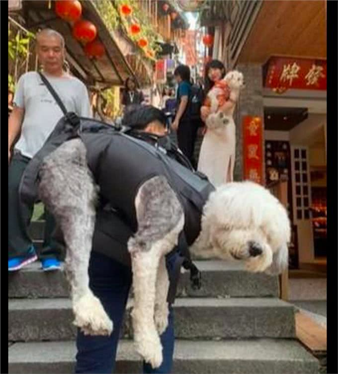 9岁老狗身体每况愈下，主人带它最后一次去旅行，众多网友被感动