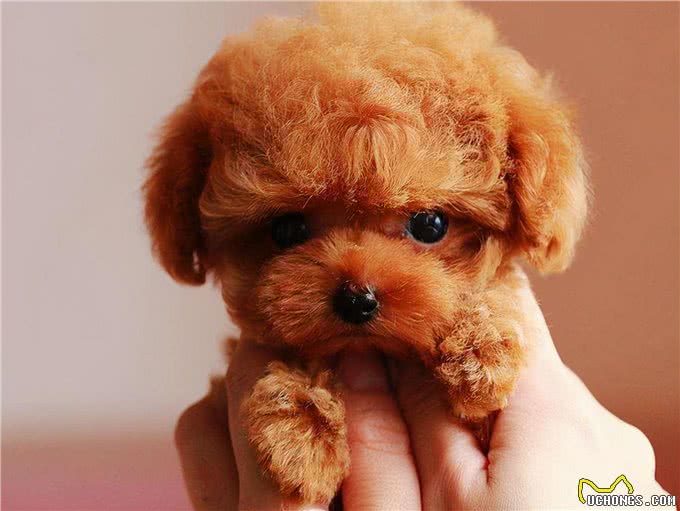 泰迪犬体型分类及体重标准，太瘦太胖都不好