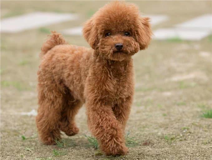 泰迪犬体型分类及体重标准，太瘦太胖都不好