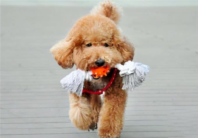 泰迪犬体型分类及体重标准，太瘦太胖都不好