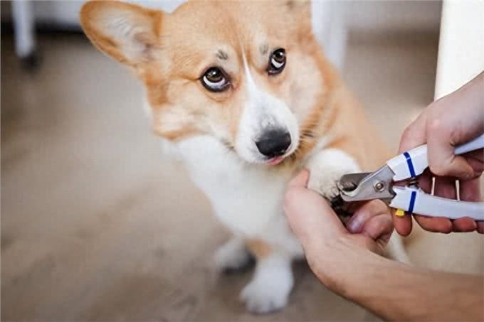 狗狗讨厌的5大主人行为揭秘!这样做，让你的爱犬重新爱上你!
