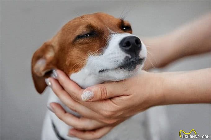 狗狗讨厌的5大主人行为揭秘!这样做，让你的爱犬重新爱上你!