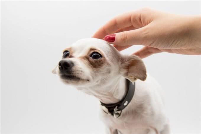 狗狗讨厌的5大主人行为揭秘!这样做，让你的爱犬重新爱上你!
