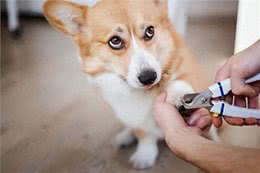 狗狗讨厌的5大主人行为揭秘!这样做，让你的爱犬重新爱上你!