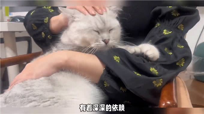 如何判断你的猫咪出现分离焦虑综合症的表现呢