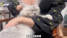 如何判断你的猫咪出现分离焦虑综合症的表现呢