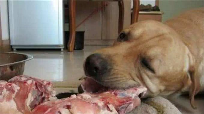 狗狗不能吃猪肉?这个说法对吗?