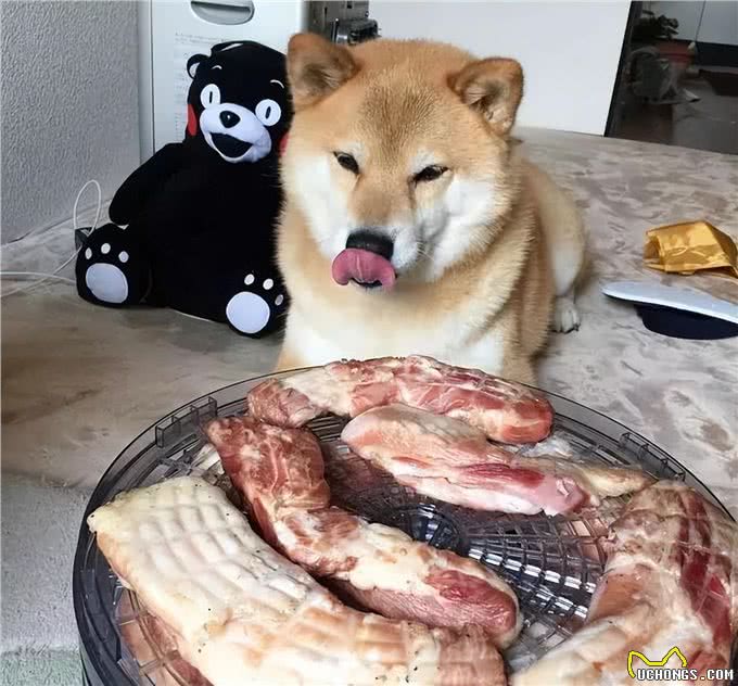 狗狗不能吃猪肉?这个说法对吗?
