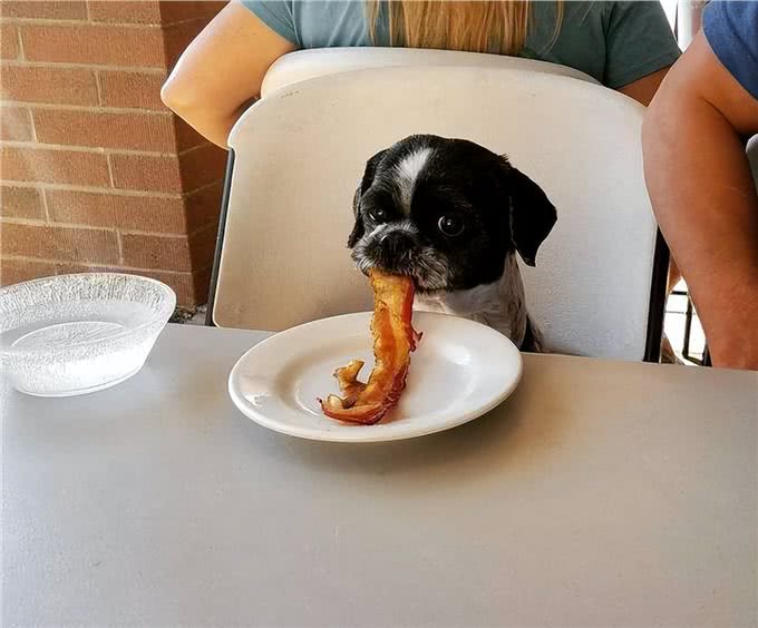 狗狗不能吃猪肉?这个说法对吗?