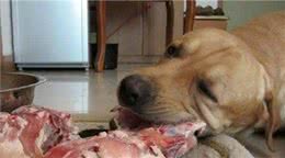 狗狗不能吃猪肉?这个说法对吗?