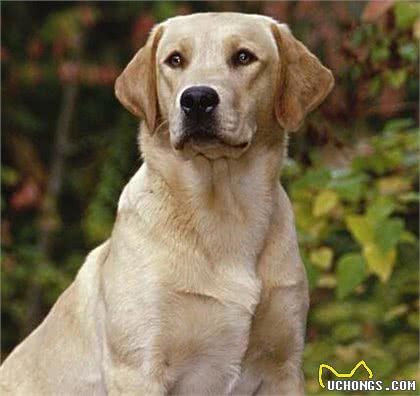 拉布拉多幼犬饲养方法是什么?饲养它需注意什么?